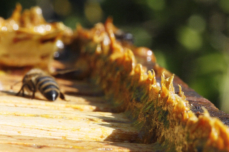 imagini/poza provenienta propolisului